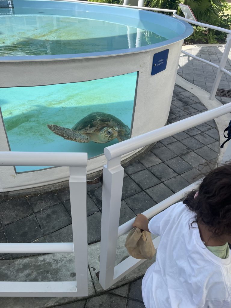 A sea turtle looks out from a tank at the Loggerhead Marinelife Center.