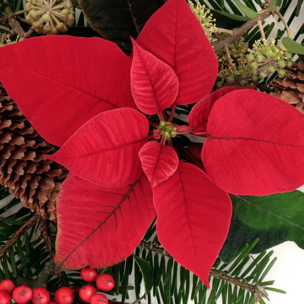 A poinsettia flower, holly and winter greenery.